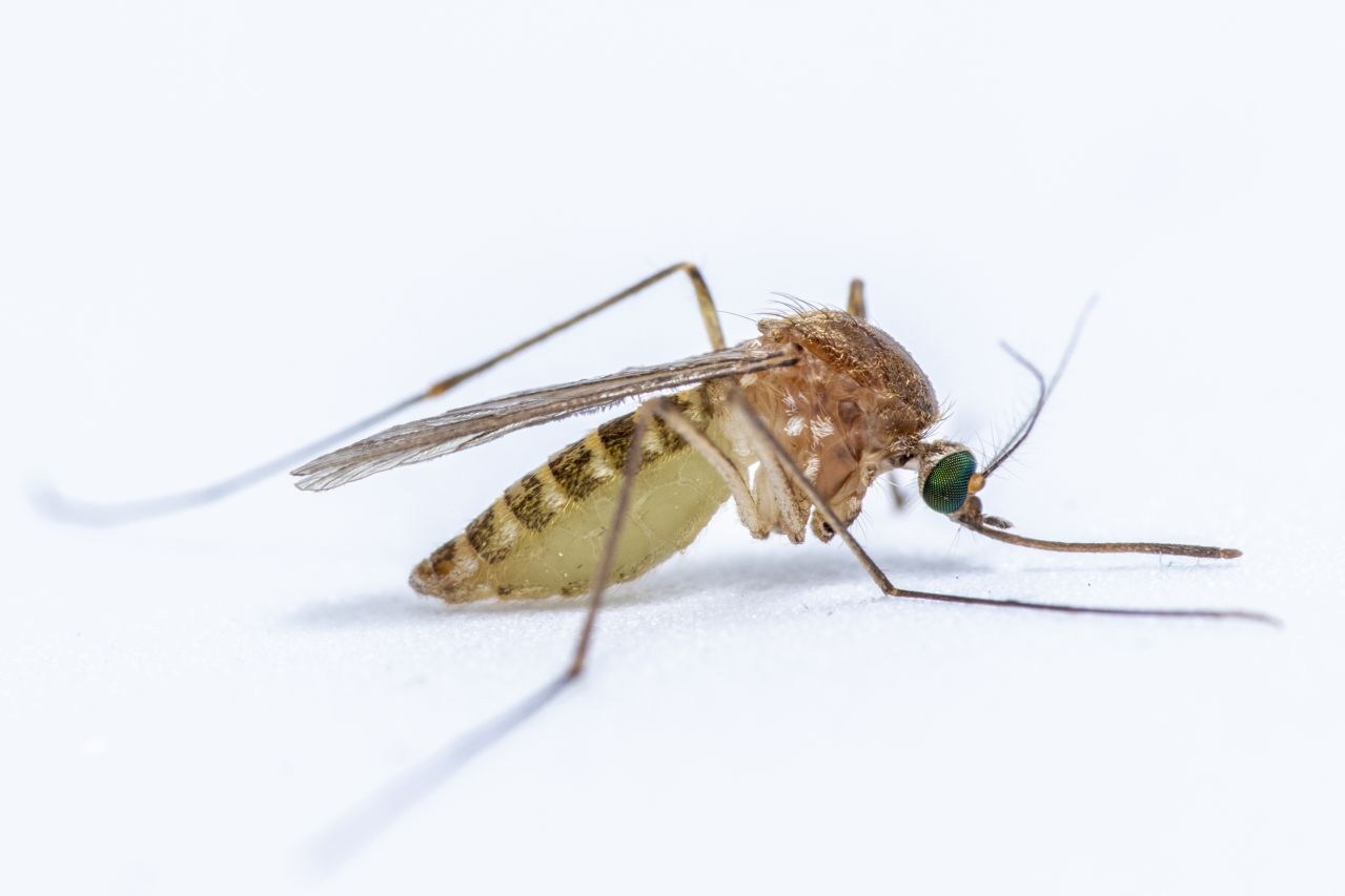 Arten der Gattung Culex sind die Hauptüberträger des West-Nil-Virus.