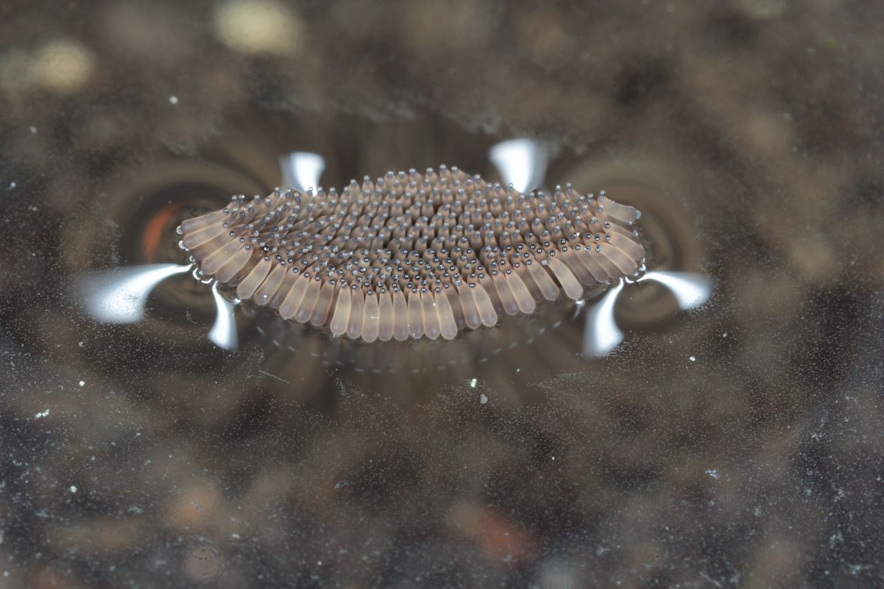 The eggs of Culex pipiens are deposited collectively, forming an oval raft on the surface of still water.