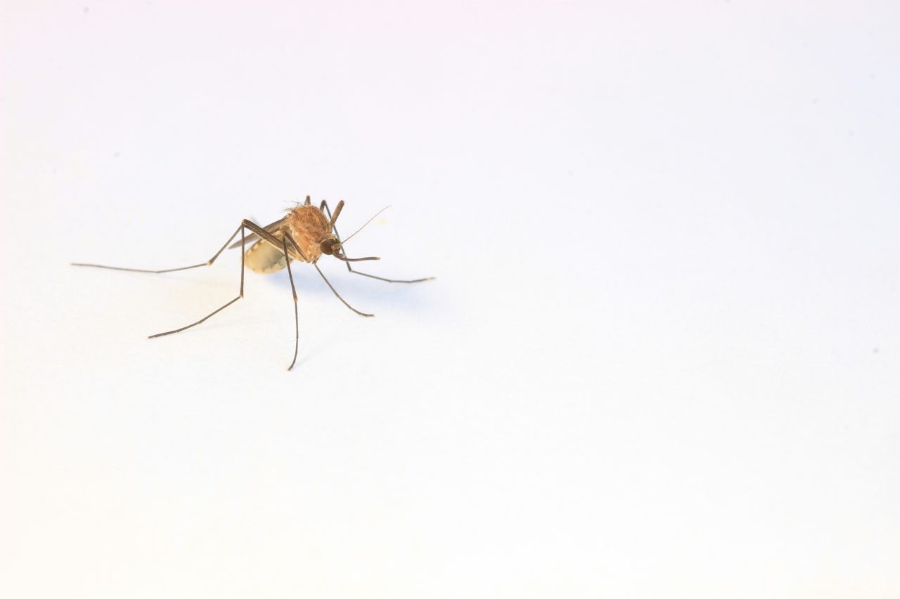 Culex quinquefasciatus, commonly referred to as the 'Southern house mosquito, is widely distributed in subtropical and tropical areas worldwide, posing a considerable challenge in terms of pest management and public health.
