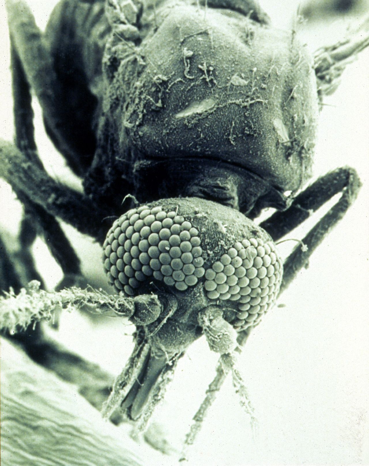 CSIRO Science Image 1791 SEM of a biting midge Culicoides brevitarsis