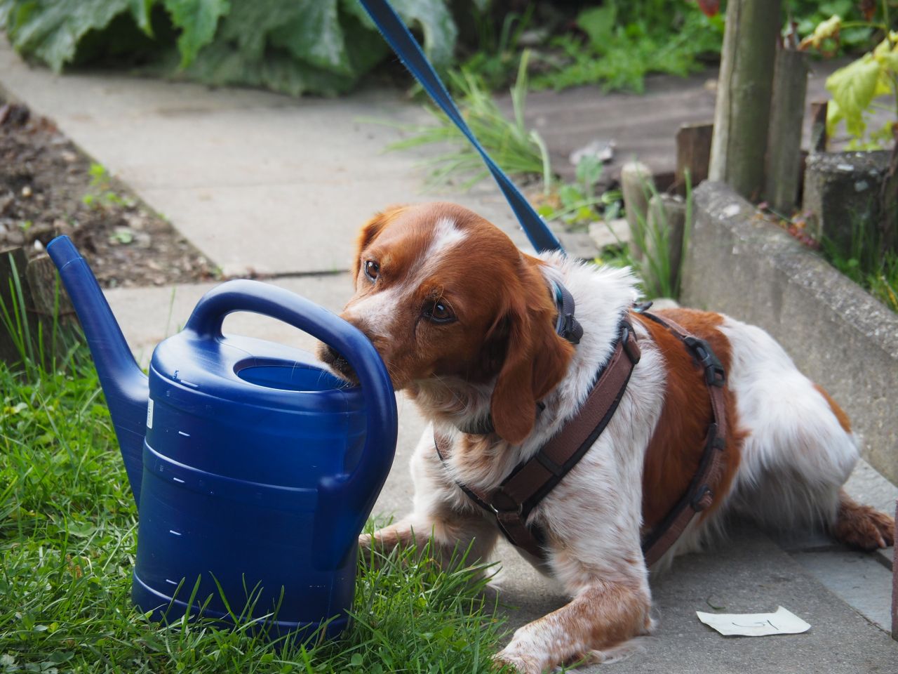 Ein Hund von Neobiota Spürhunde Schweiz beim Training zum Aufspüren von Tigermückenlarven.