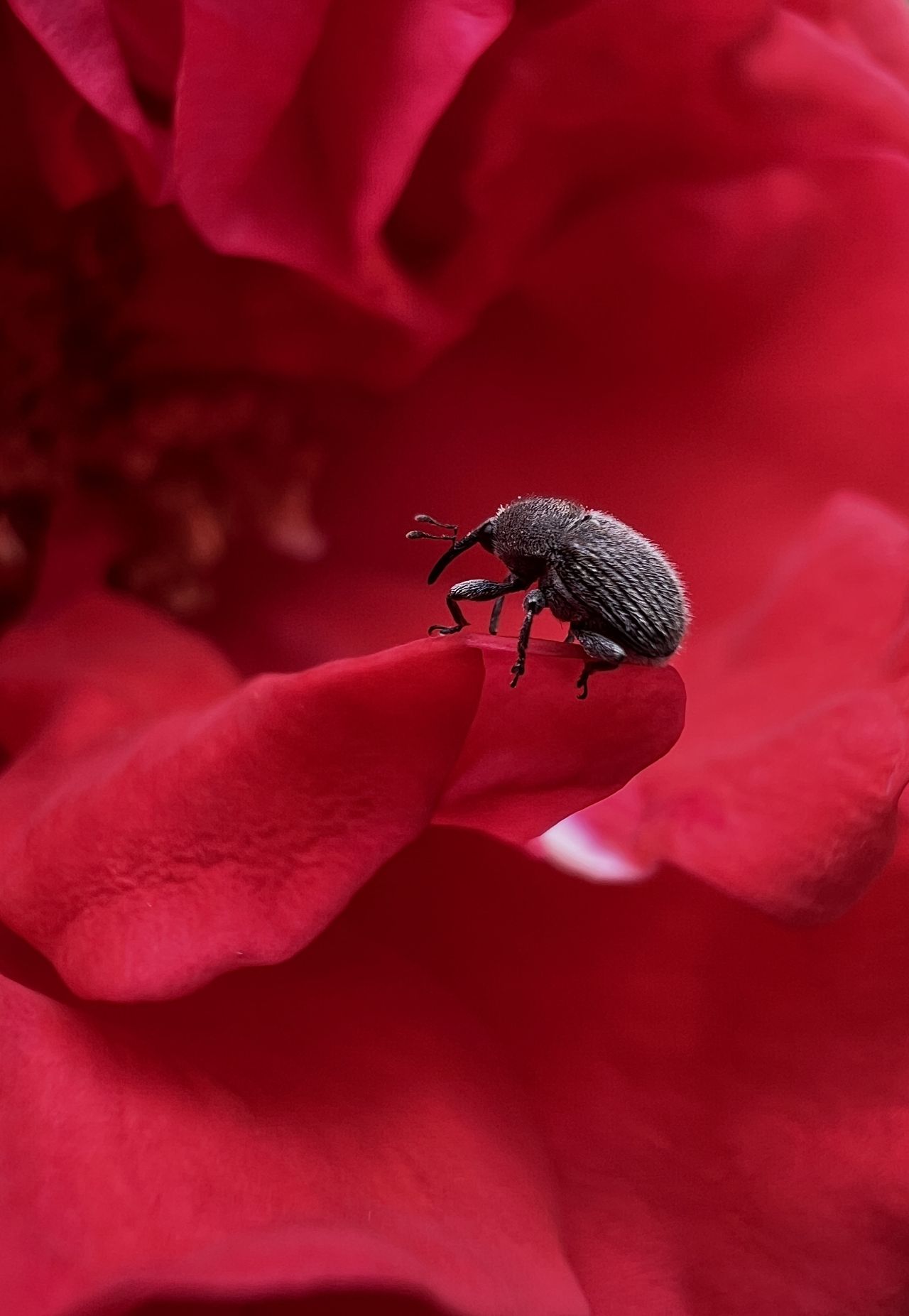 The snoots and boots that stole my heart