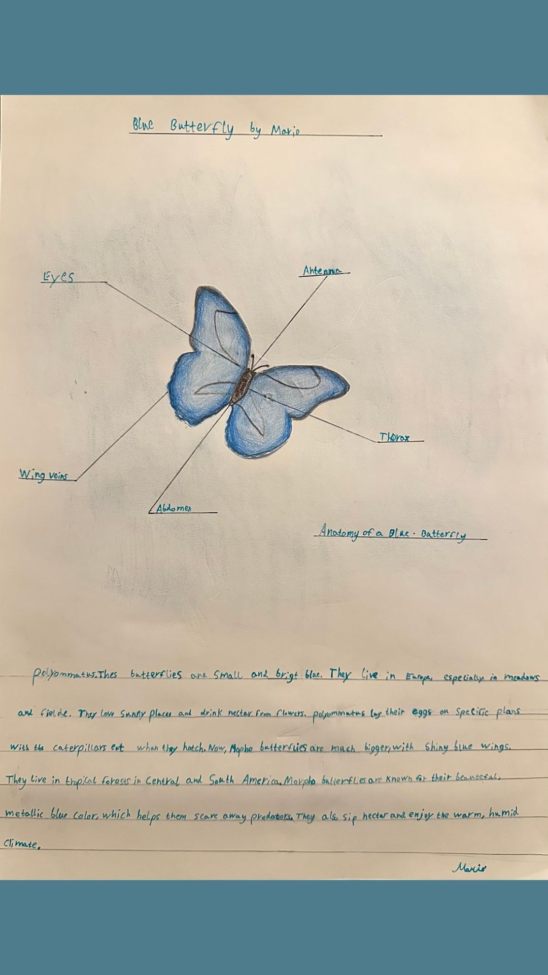2 Enjoyed the detailed diagram and written description Blue Butterfly