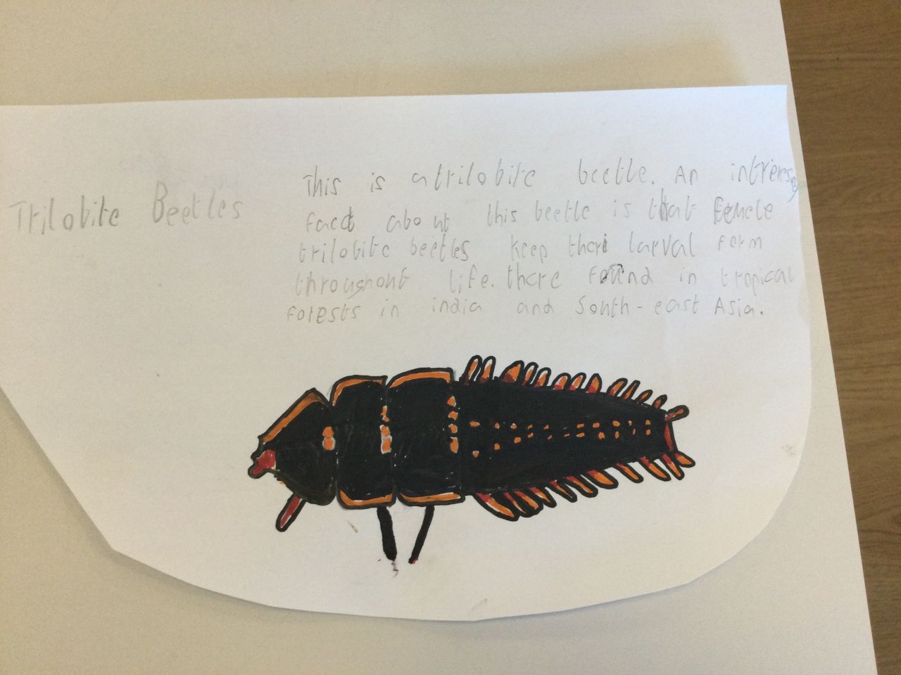 3 Great drawing and interesting information Trilobite beetle