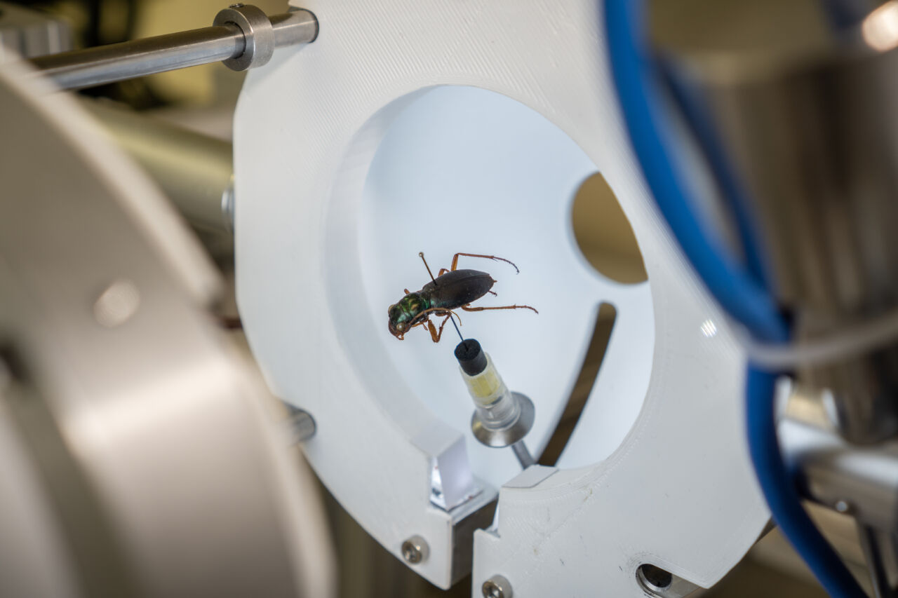 Closeup image of a pinned insect during the process of 3D scanning