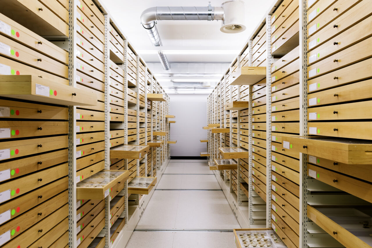 Insect specimens are preserved in a temperature-regulated room at ETH Zurich.