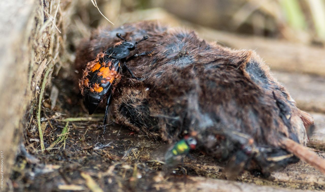 A Common Burying beetle (Nicrophorus vespilloides) examines a small mammal corpse.