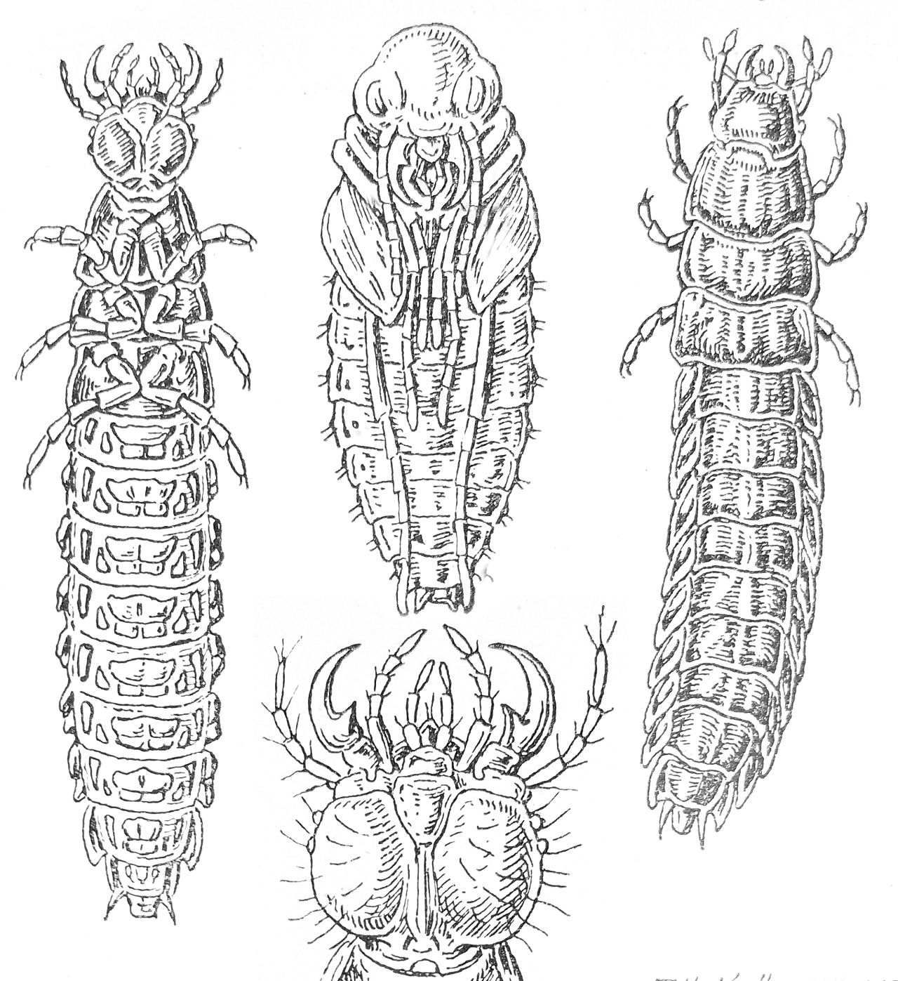 Carabus auratus larva pupa