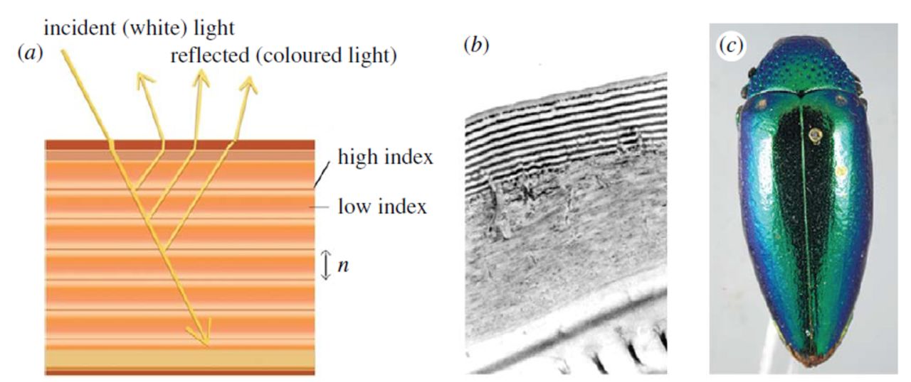 Multilayer reflectors a Schematic of a simple cuticular multilayer reflector