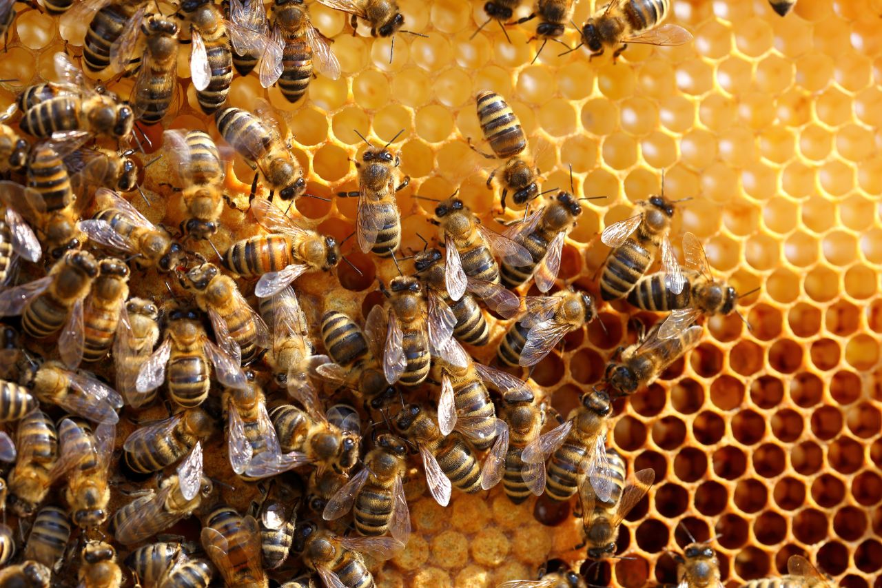 Honigbienen in einem Bienenstock