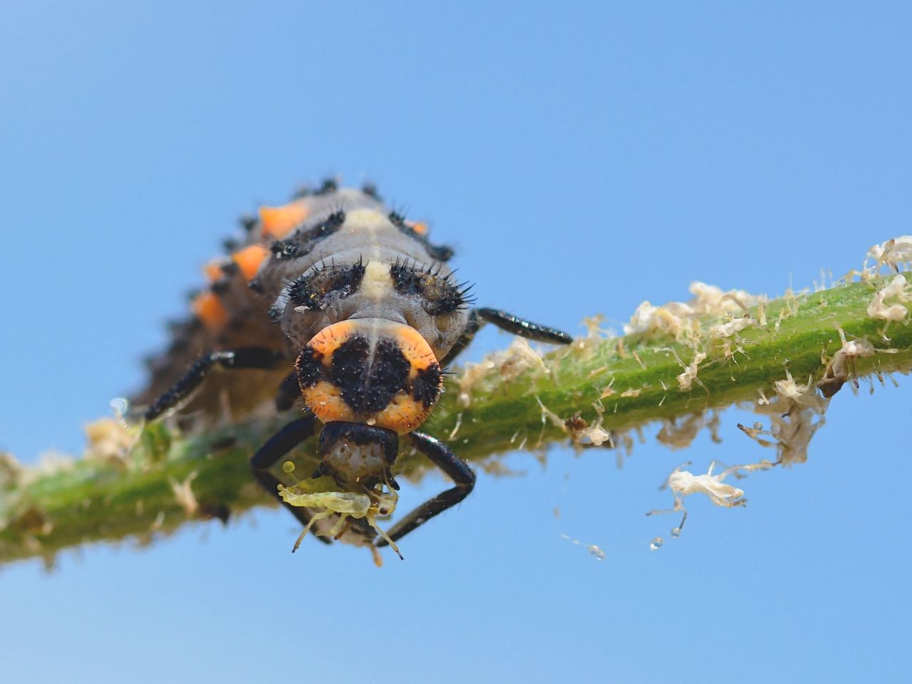 Ladybug External System Friends or foes? | Biocommunication Group