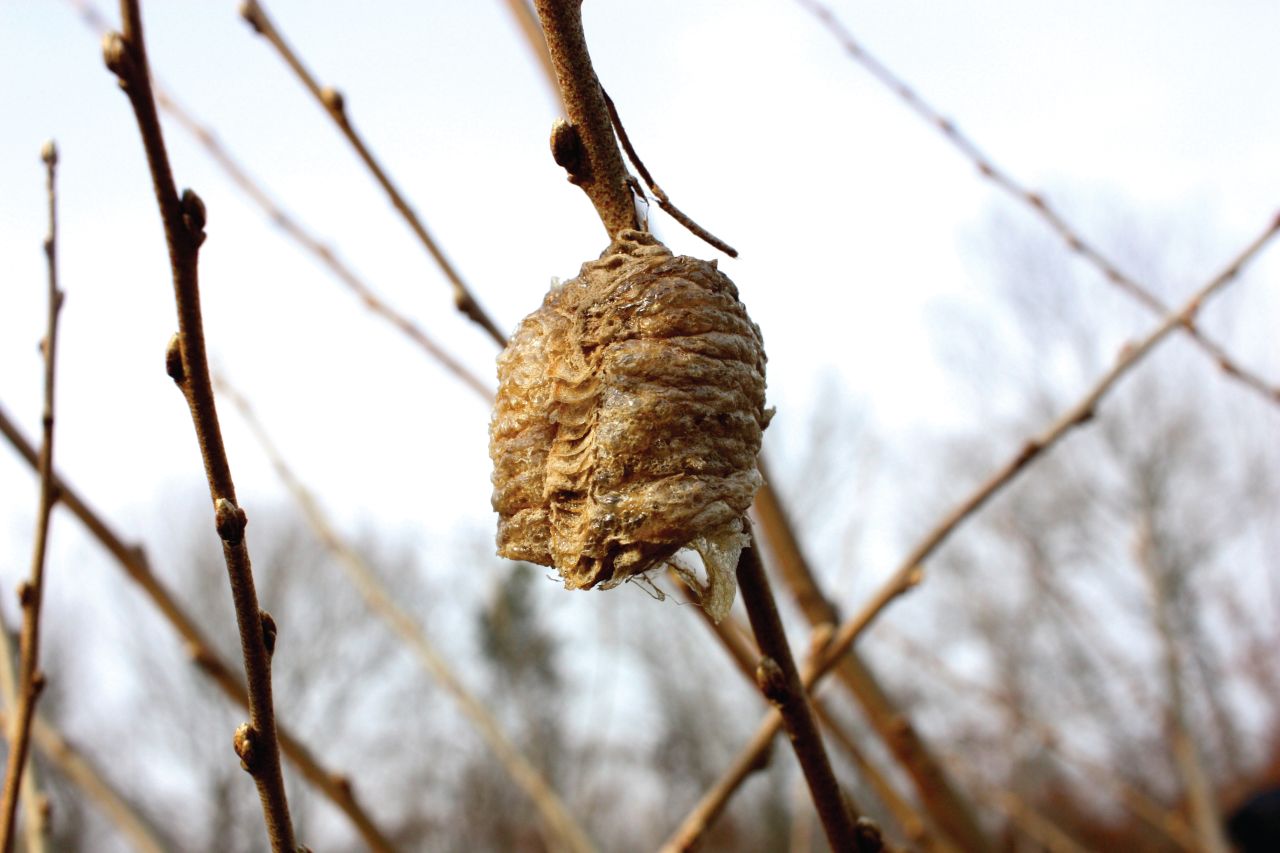 Praying mantis egg capsule ootheca