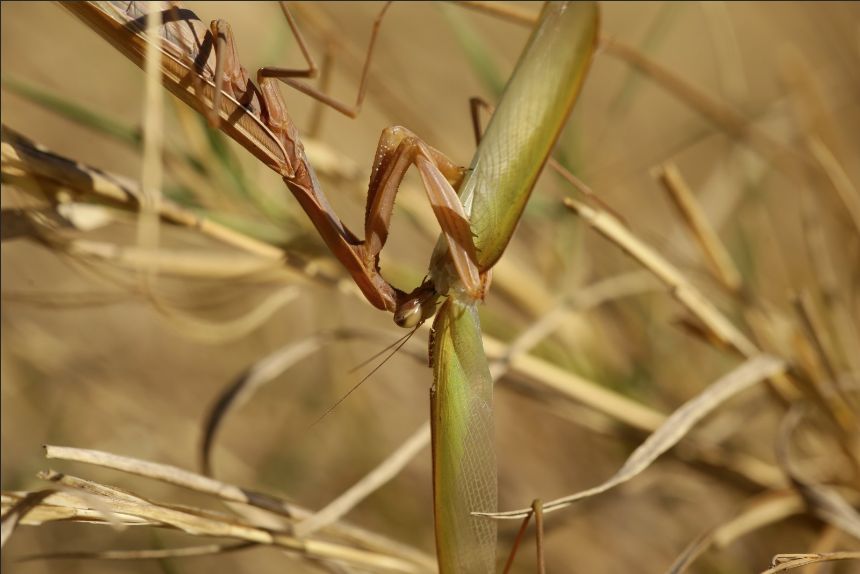 A female M religiosa left devouring its partner right only the spread wings can be seen