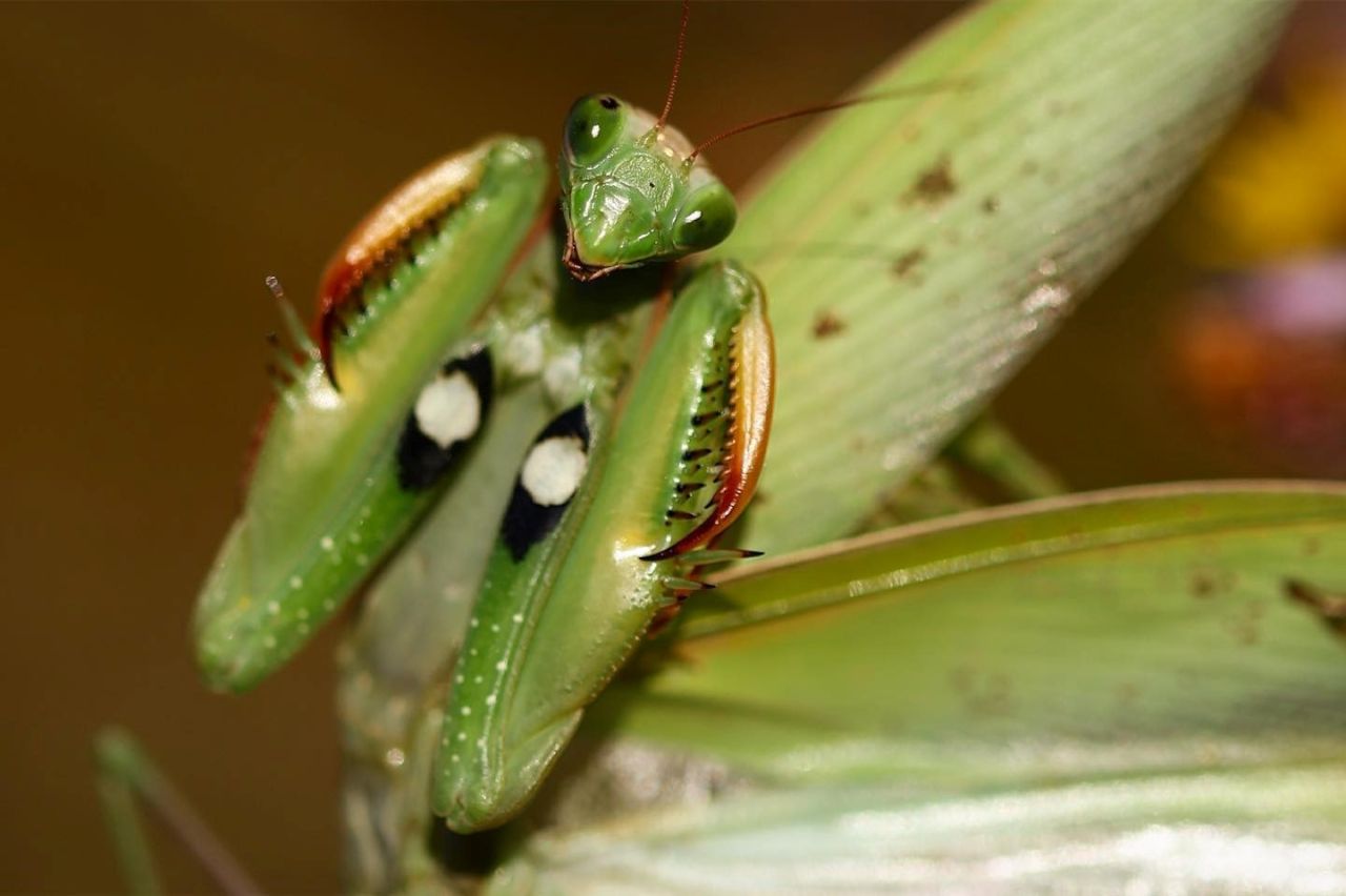 Mantis religiosa exposing two black eyespots with a white center at the base of its legs This behavior called deimatic display aims at scaring off predators