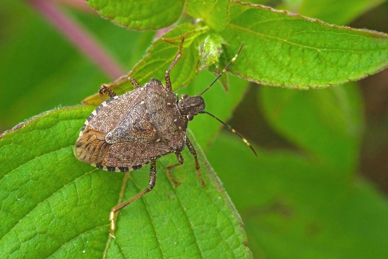 Halyomorpha halys, die Marmorierte Baumwanze