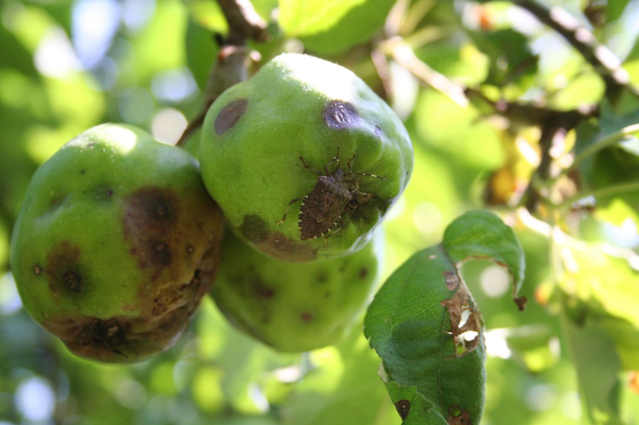 Marmorierte Baumwanze auf beschädigtem Apfel