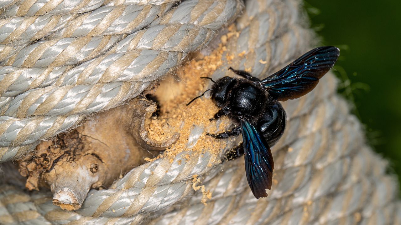 Grosse Holzbiene beim Nagen von Holz