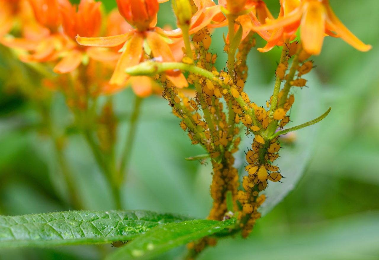Oleander aphids (Aphis nerii) feeding on butterfly milkweed.