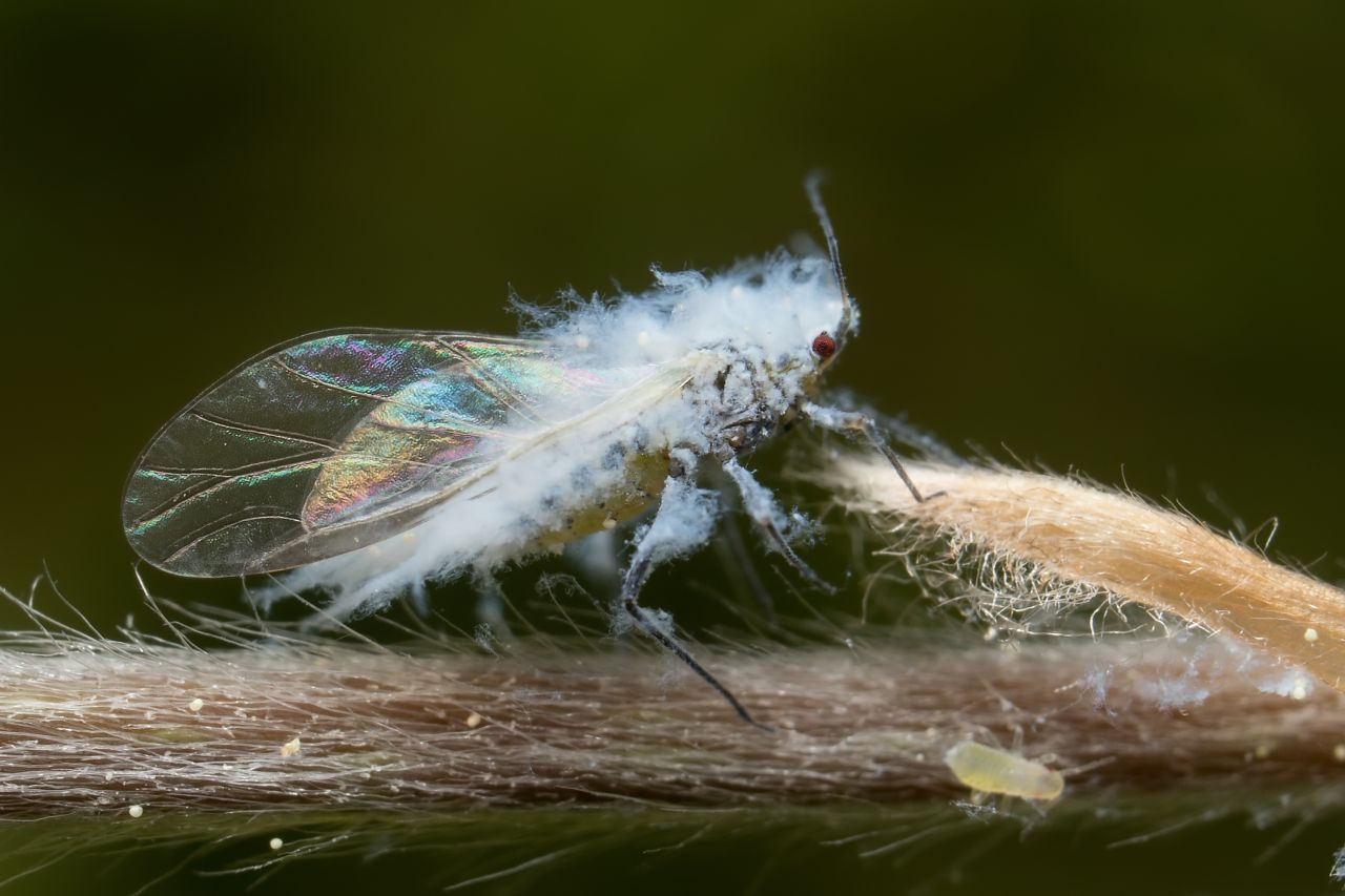 A winged form of woolly aphid (subfamily: Eriosomatinae).