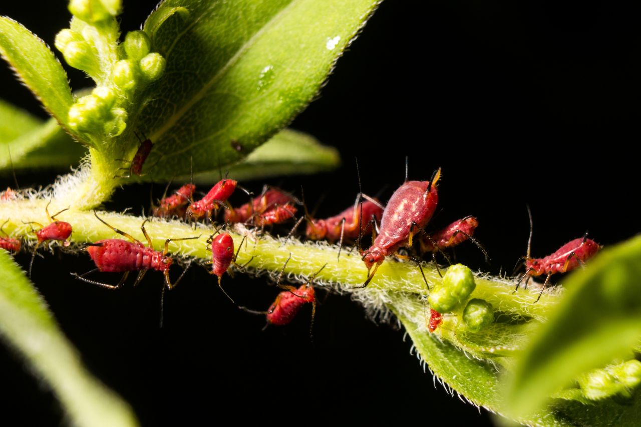 Red colored aphids (Genus: Uroleucon) infesting a plant.