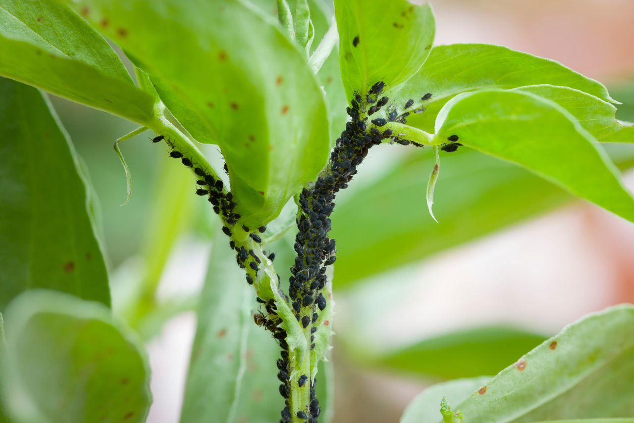 Black bean aphid (Aphis fabae) colony on a plant.