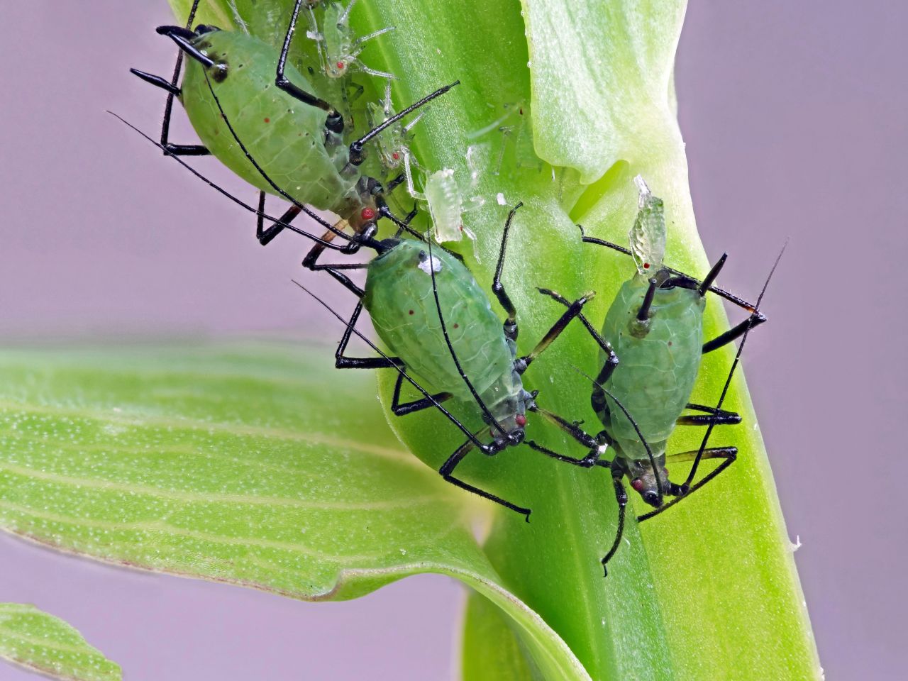 Pea aphids (Acyrthosiphon pisum) are photographed while feeding on plant.