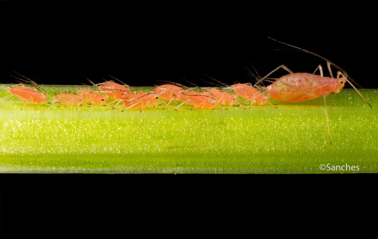 Erbsenblattlausweibchen mit Neugeborenen