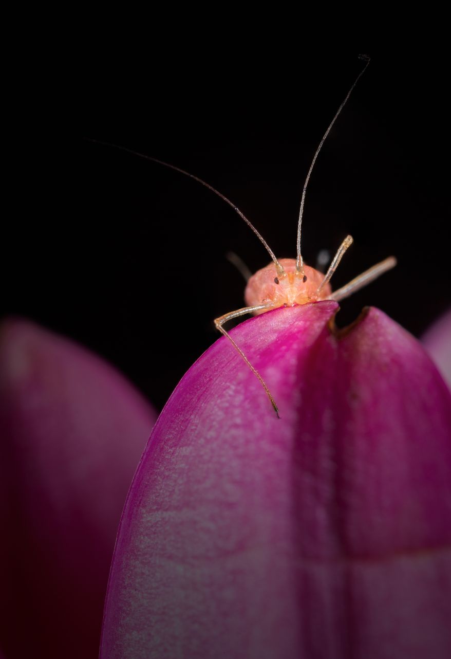 Aphid wandering on a flower petal.