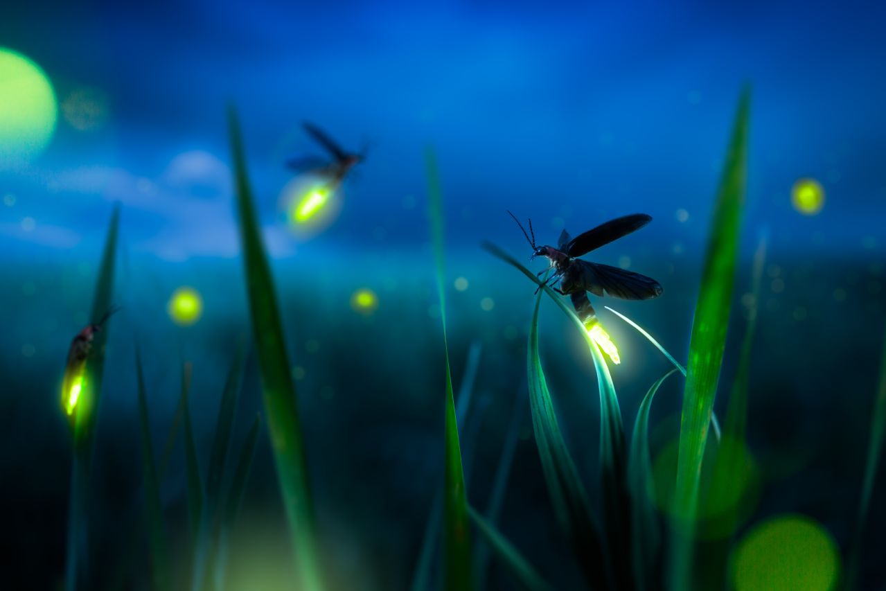 Glühwürmchen bei Nacht