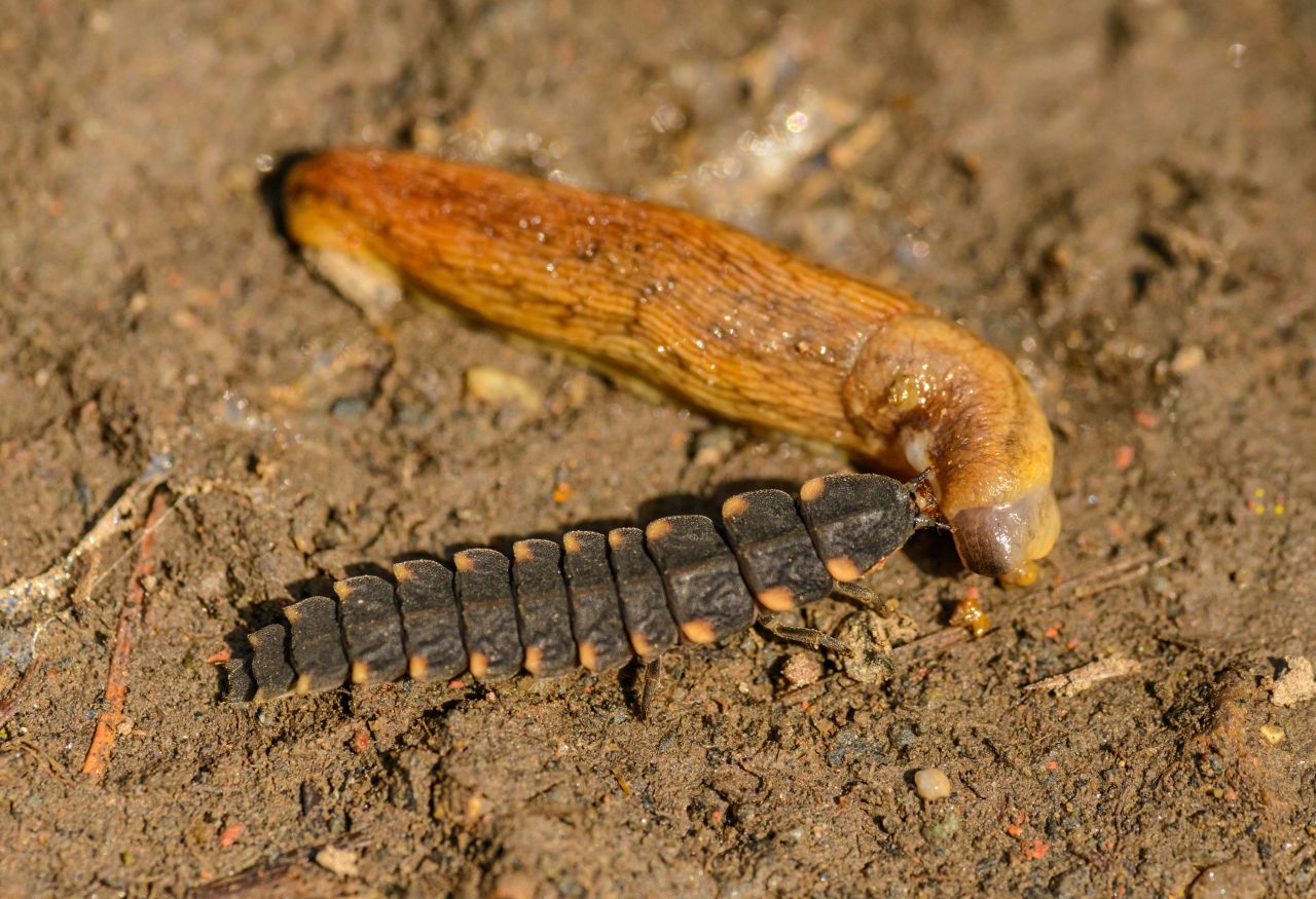 Larve eines Leuchtkäfers an einer Nacktschnecke