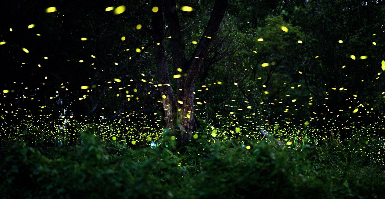 Leuchtkäfer im Wald