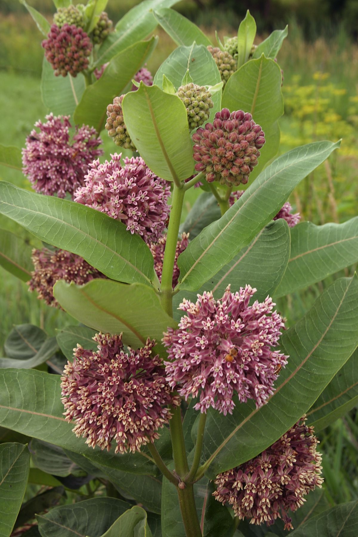 Eine Gewöhnliche Seidenpflanze (Asclepias syriaca), auch Papageienpflanze genannt.