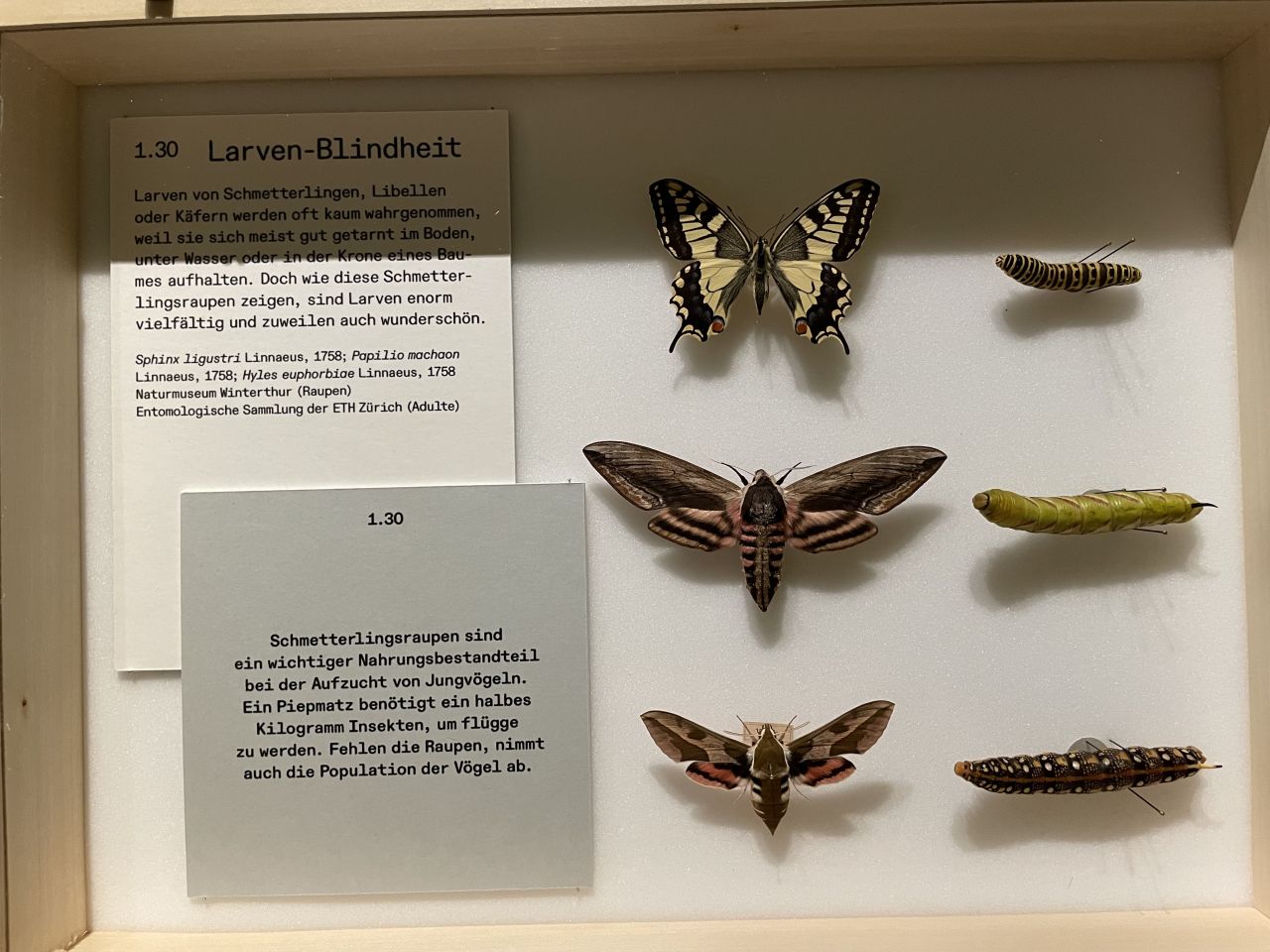 Adulte und Larvenformen von drei Insektenarten: Ligusterschwärmer (Sphinx ligustri), Schwalbenschwanz (Papilio machaon) und Wolfsmilchschwärmer (Hyles euphorbiae).