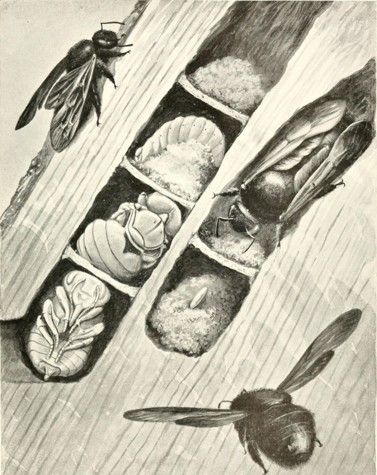 Illustration des Nests einer Grossen Holzbiene (Xylocopa violacea) in Totholz.