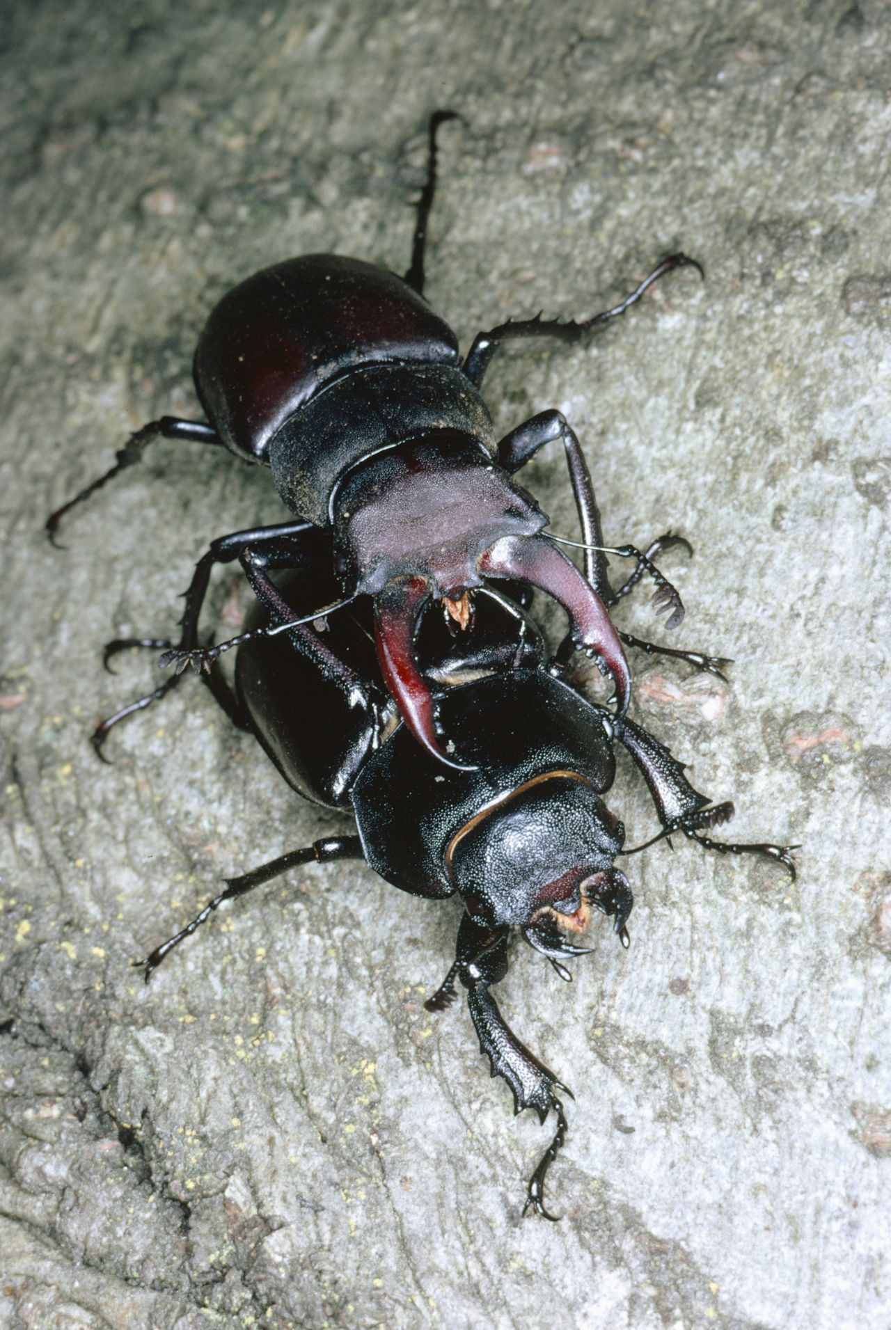 Lucanus cervus Männchen auf einem Weibchen.