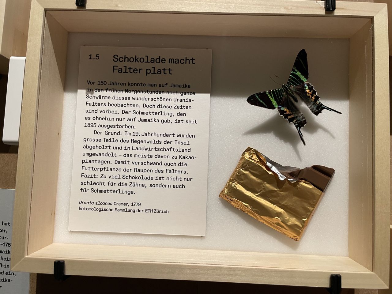 Schnappschuss aus der Ausstellung mit dem Falter Urania sloanus aus der entomologischen Sammlung der ETH Zürich.