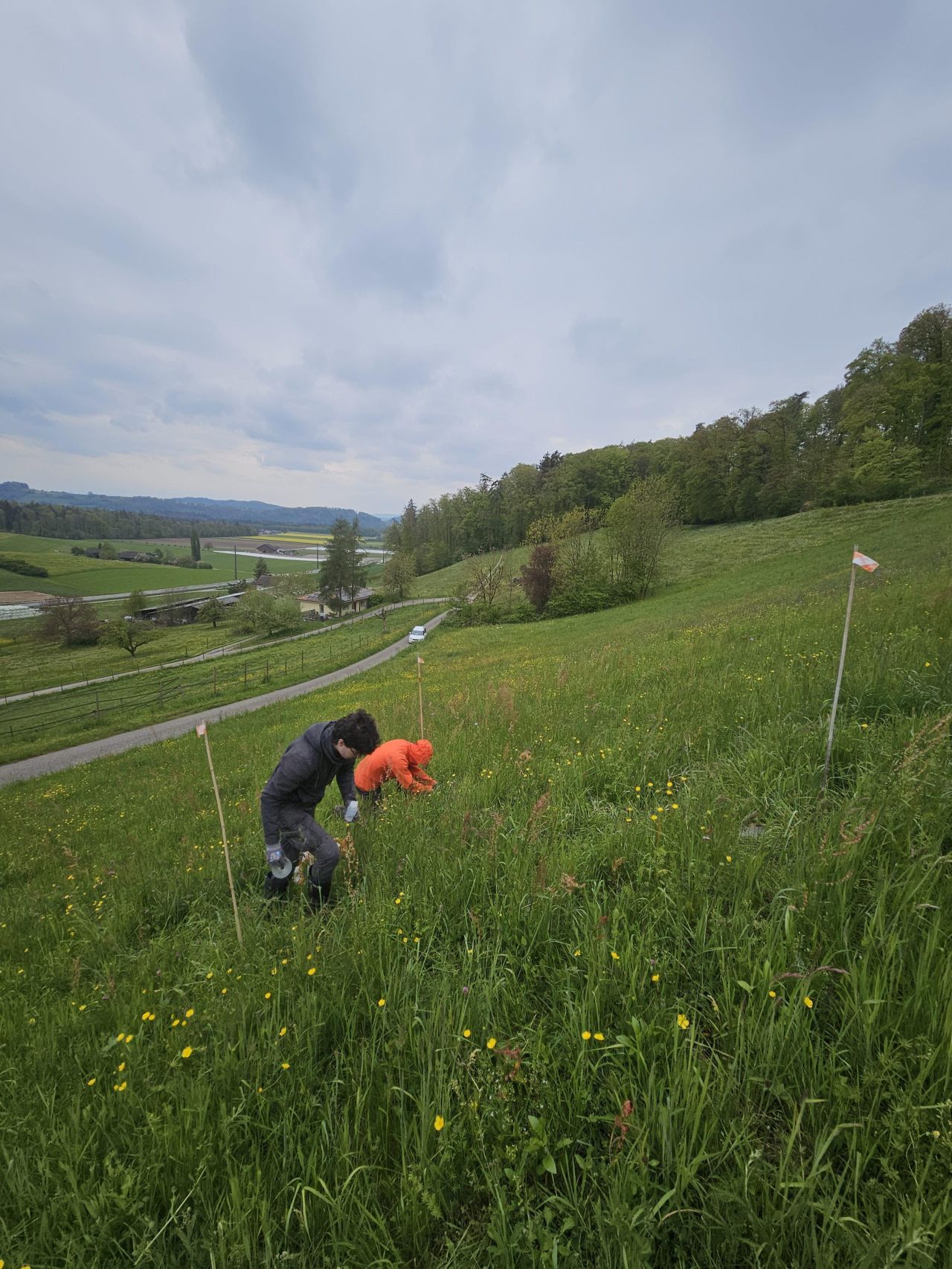 Agroscope-Forschende bei der wöchentlichen Leerung der Bodenfallen, mit denen Laufkäfer- und Spinnengemeinschaften beprobt werden.