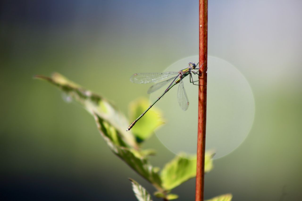 The willow emerald damselfly Chalcolestes viridis a common dragonfly species on the Central Plateau has spread slightly at higher altitudes