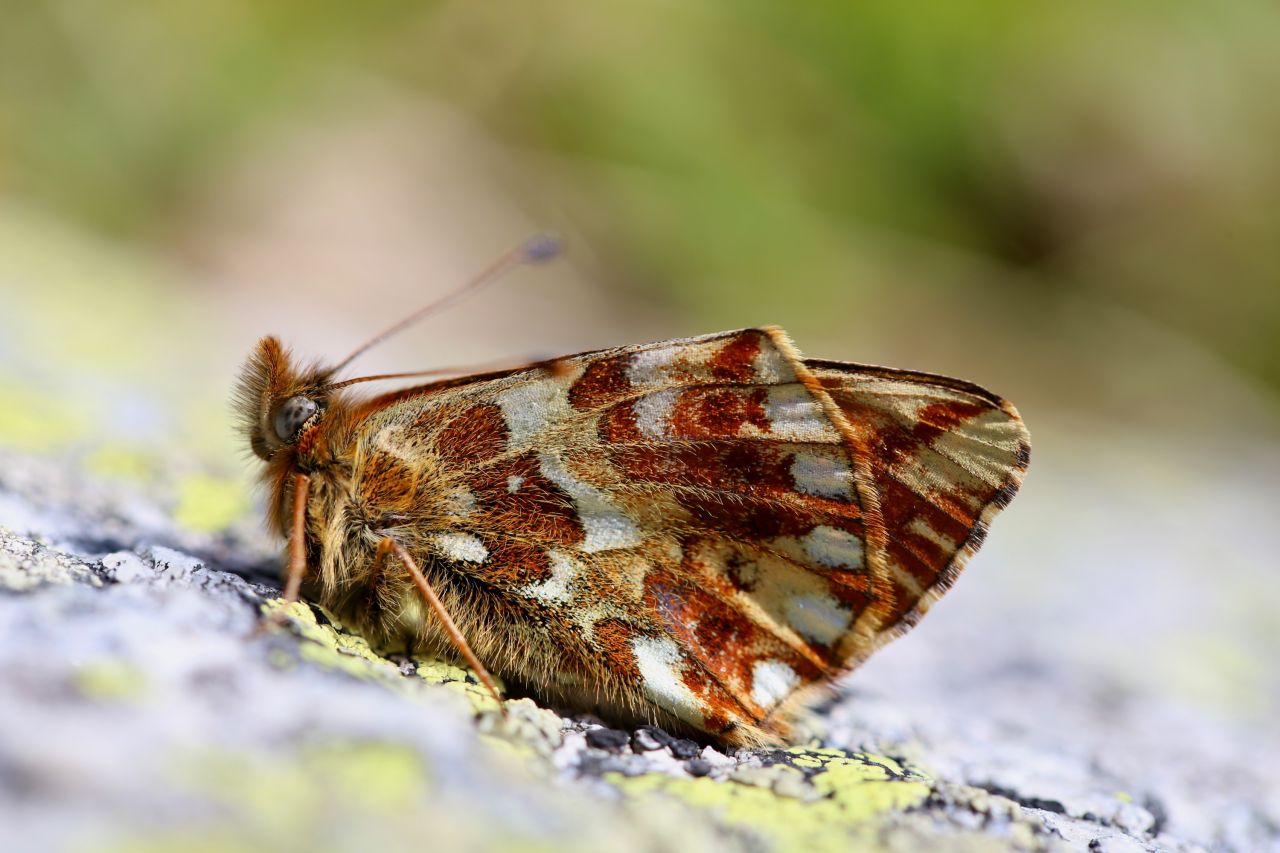 The shepherds fritillary Boloria pales is a cold adapted butterfly whose distribution has declined in the last 40 years