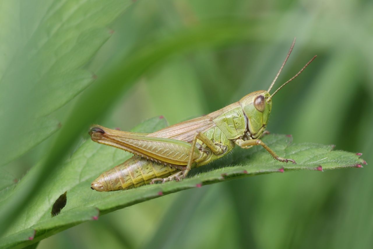 The very common meadow grasshopper Pseudochorthippus parallelus has been able to further expand its distribution area over the last 40 years