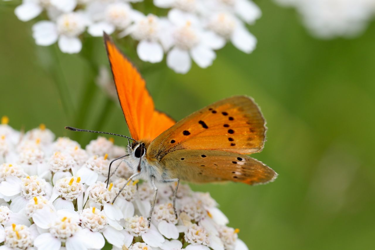 In Switzerland the scarce copper Lycaena virgaureae is mainly found in the mountains and has declined slightly in the last 40 years