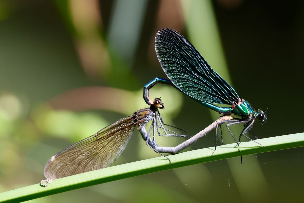 The beautiful demoiselle Calopteryx virgo a species typical of watercourses has spread rapidly over the last 40 years