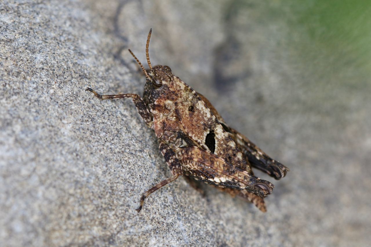 The distribution of the two spotted grasshopper Tetrix bipunctata a species that tends to be found in the middle and higher altitudes has declined over the last 40 years