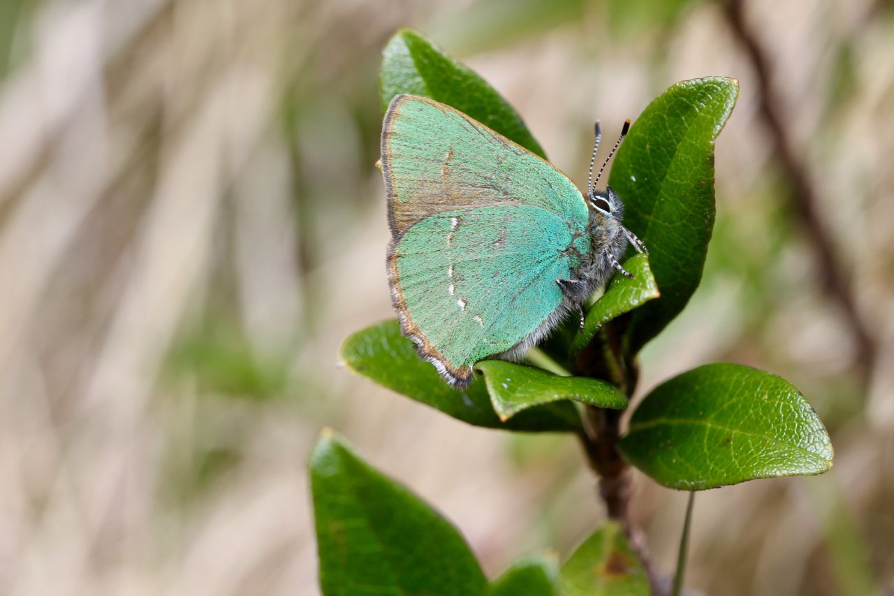 The green hairstreak Callophrys rubi a species that can be found at various altitudes has experienced a slight decline over the past 40 years