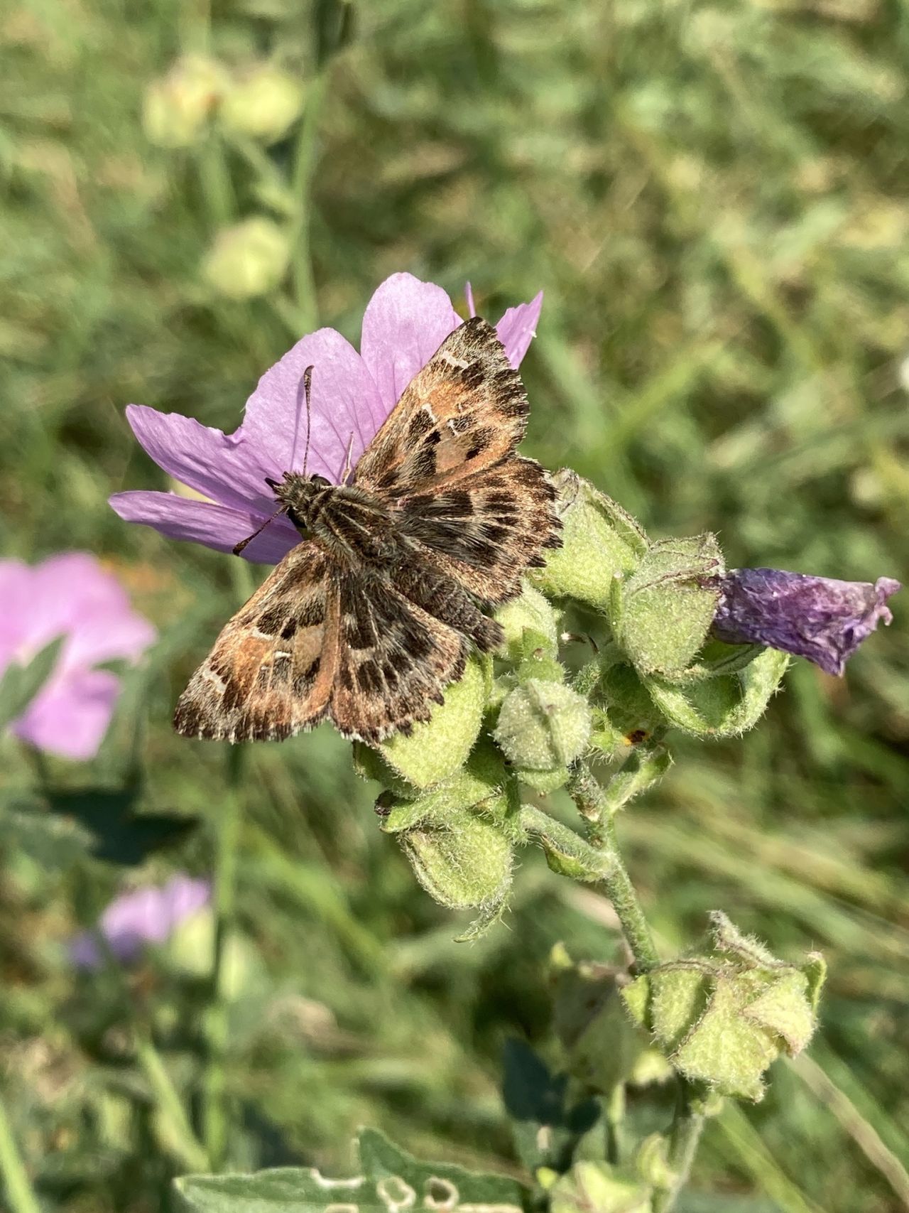 The mallow skipper Carcharodus alceae a warmth loving species that has spread over the past 40 years is often found in wildflower fallows perennial areas or strips of arable land sown with native wild herbs to increase biodiversity