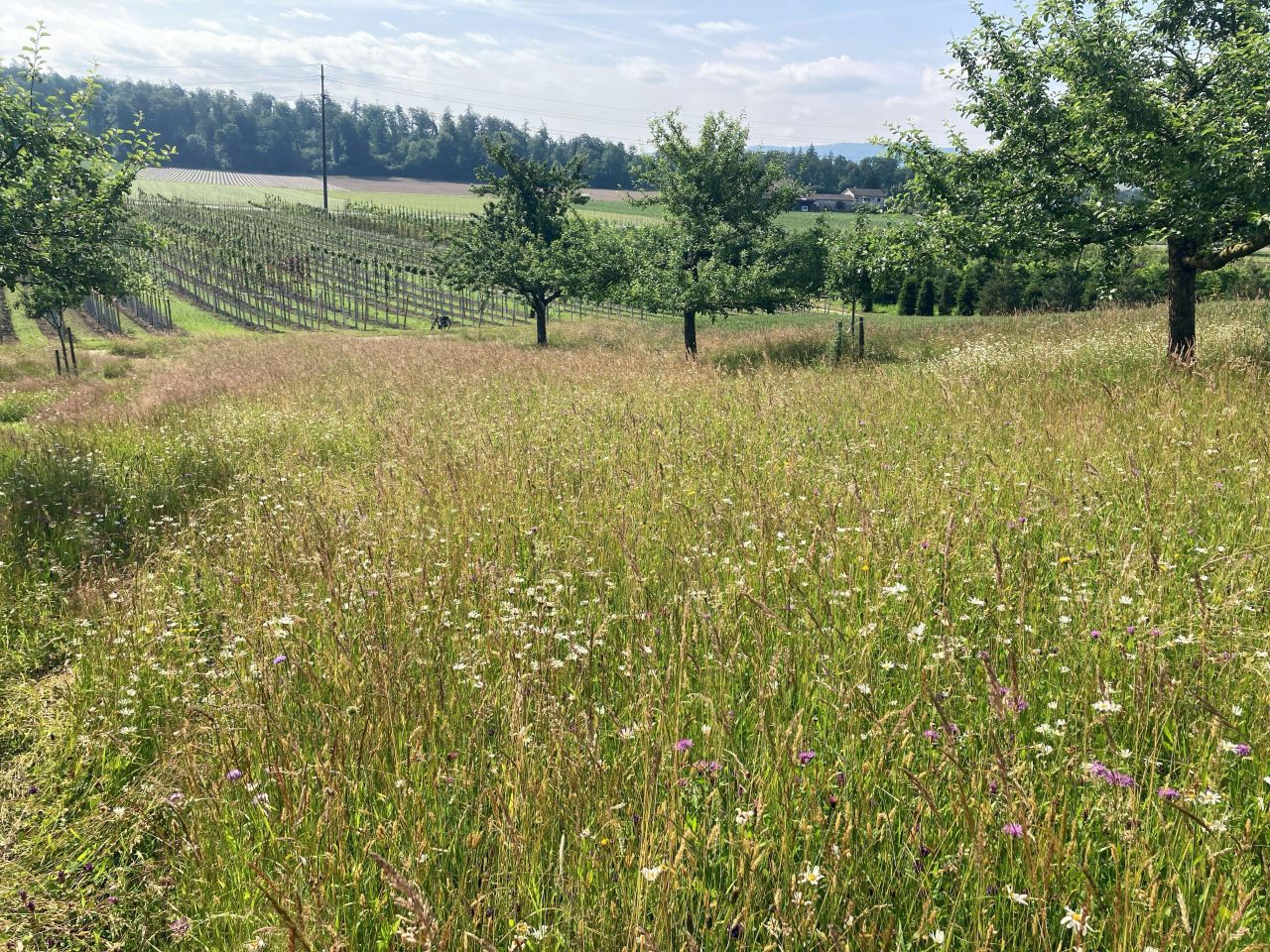 Eine extensiv bewirtschaftete Wiese, die in landwirtschaftlich geprägten Landschaften wichtigen Lebensraum für vielfältige Insektengemeinschaften bietet.