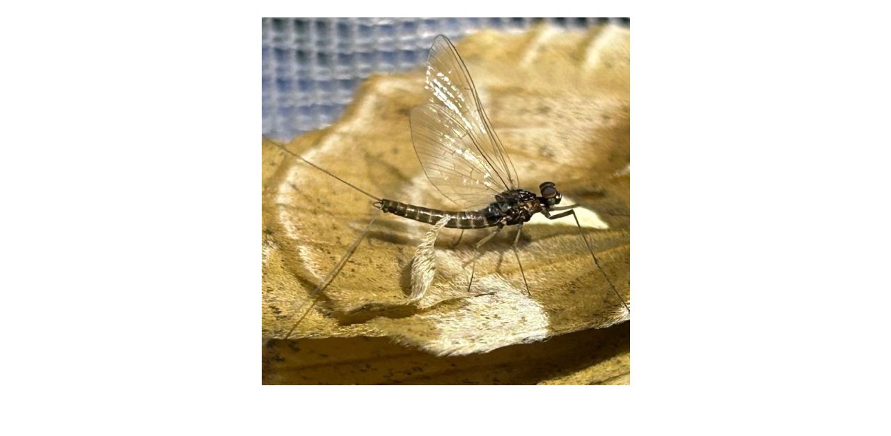 Baetis alpinus (Pictet, 1843) in Österreich.