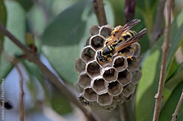 Eine Feldwespe auf ihrem Nest.