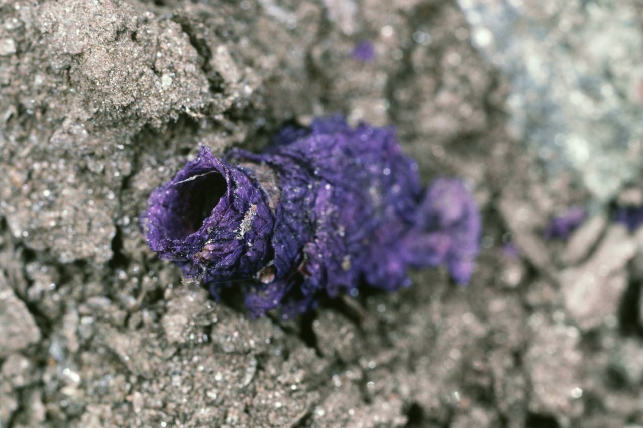 Ein kunstvolles Blütenhaus gebaut von einer Osmia tergestensis.