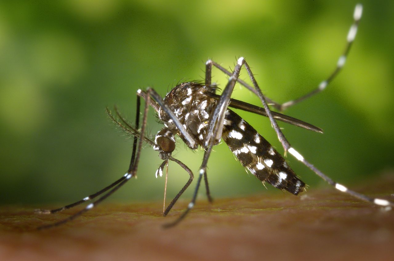 Asiatische Tigermücke (Aedes albopictus).